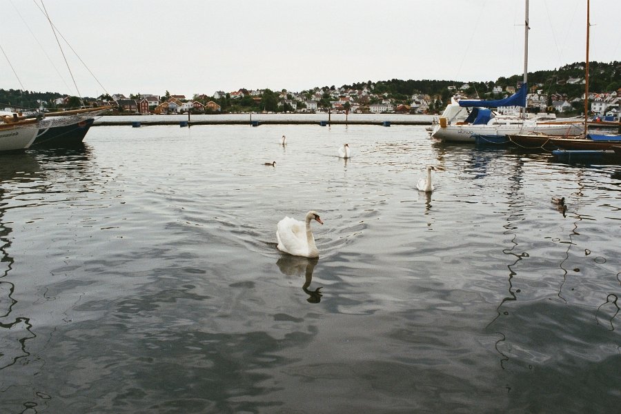 2003060209 grimstad zwaan